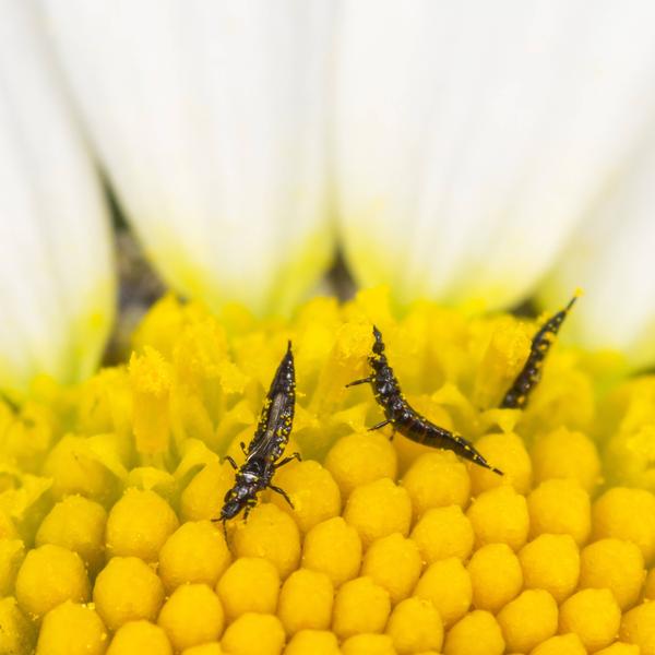 Mehr zum Thema Gartenpflege