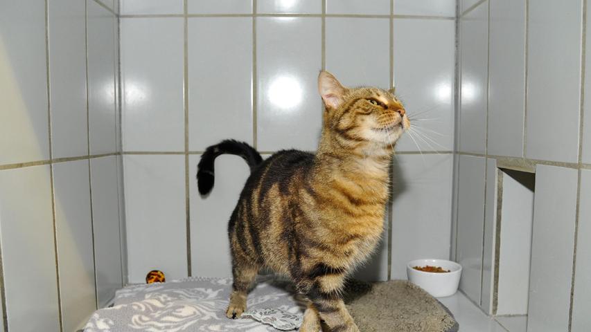 Irgendeinen frommen Wunsch muss die getigerte Katzenlady wohl gehabt haben, denn sie wurde in der vergangenen Woche in Neumarkt auf dem Weg zur Mariahilf-Wallfahrtskirche aufgegriffen. Die Katze ist schon einige Jahre alt und sie ist sehr zutraulich. Andererseits scheint sie aber auch ihre Freiheit gewöhnt zu sein, denn gegen ihre Unterkunft in der Quarantänestation des Tierheims Neumarkt, in der erst einmal alle Neuankömmlinge und Fundtiere untergebracht werden müssen, protestiert die hübsche Tigerin auf das Heftigste. Allerdings hat auch bei dieser Katze, wie bei so vielen anderen, die Besitzerfamilie am falschen Fleck gespart. Hätte man die Katze mit einer Kennzeichnung ausgestattet, also mit einer guten Tätowierung oder einem Chip, und wäre diese Kennzeichnung bei einem Haustierregister registriert worden, könnte die Katze schon längst wieder daheim bei ihrer Familie sein. Doch nun muss sie im Tierheim pfotenringend darauf warten, bis sie wieder aus dem Neumarkter Tierheim abgeholt wird. Das Tierheim Neumarkt ist trotz der erfolgten Lockerungen noch immer bis auf Weiteres für Besucher, Gassigeher und Katzenstreichler geschlossen. Besuche und Tiervermittlungen können nur nach vorheriger telefonischer Terminvereinbarung stattfinden. Das Büro ist täglich (außer an Sonn- und Feiertagen) von 14.30 bis 17 Uhr unter der Telefonnummer (0 91 81) 2 28 62 erreichbar. In Notfällen und im Falle von Fundtieren ist das Tierheim ebenfalls unter dieser Telefonnummer erreichbar. Hier geht es zur Internet-Seite des Tierheims
Irgendeinen frommen Wunsch muss die getigerte Katzenlady wohl gehabt haben, denn sie wurde in der vergangenen Woche in Neumarkt auf dem Weg zur Mariahilf-Wallfahrtskirche aufgegriffen. Die Katze ist schon einige Jahre alt und sie ist sehr zutraulich. Andererseits scheint sie aber auch ihre Freiheit gewöhnt zu sein, denn gegen ihre Unterkunft in der Quarantänestation des Tierheims Neumarkt, in der erst einmal alle Neuankömmlinge und Fundtiere untergebracht werden müssen, protestiert die hübsche Tigerin auf das Heftigste. Allerdings hat auch bei dieser Katze, wie bei so vielen anderen, die Besitzerfamilie am falschen Fleck gespart. Hätte man die Katze mit einer Kennzeichnung ausgestattet, also mit einer guten Tätowierung oder einem Chip, und wäre diese Kennzeichnung bei einem Haustierregister registriert worden, könnte die Katze schon längst wieder daheim bei ihrer Familie sein. Doch nun muss sie im Tierheim pfotenringend darauf warten, bis sie wieder aus dem Neumarkter Tierheim abgeholt wird. Das Tierheim Neumarkt ist trotz der erfolgten Lockerungen noch immer bis auf Weiteres für Besucher, Gassigeher und Katzenstreichler geschlossen. Besuche und Tiervermittlungen können nur nach vorheriger telefonischer Terminvereinbarung stattfinden. Das Büro ist täglich (außer an Sonn- und Feiertagen) von 14.30 bis 17 Uhr unter der Telefonnummer (0 91 81) 2 28 62 erreichbar. In Notfällen und im Falle von Fundtieren ist das Tierheim ebenfalls unter dieser Telefonnummer erreichbar. Hier geht es zur Internet-Seite des Tierheims