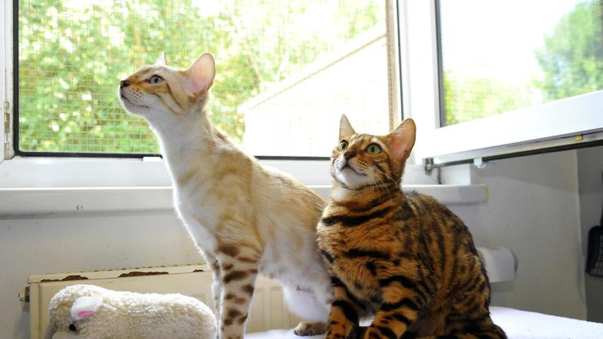 Die beiden Bengalkatzen „Silly“ und „Maja“ wurden dagegen ins Tierheim abgegeben, weil nicht mehr genügend Zeit für die Katzen zur Verfügung stand und die Katzen sonst zu lange alleine gewesen wären. Die beiden Mädels sind Geschwister, sie wurden im September 2021 geboren und mittlerweile sind sie auch kastriert, geimpft und mit einem Chip versehen. „Silly“ und „Maja“ waren bisher reine Wohnungskatzen und sie sollten auch wieder in einer geräumigen Wohnung gehalten werden. Die Wohnung sollte allerdings einen Balkon haben und dieser sollte gesichert sein, denn die beiden Mädels sind sehr bewegungsfreudig und sportlich. „Silly“ und „Maja“ kommen auch mit Kindern gut zurecht, doch diese sollten ruhig und schon verständig genug sein. Die Katzen liegen oft zusammen oder spielen miteinander. Deshalb werden sie auch nur gemeinsam in ein passendes Zuhause abgegeben. Das Tierheim Neumarkt ist trotz der erfolgten Lockerungen noch immer bis auf Weiteres für Besucher, Gassigeher und Katzenstreichler geschlossen. Besuche und Tiervermittlungen können nur nach vorheriger telefonischer Terminvereinbarung stattfinden. Das Büro ist täglich (außer an Sonn- und Feiertagen) von 14.30 bis 17 Uhr unter der Telefonnummer (0 91 81) 2 28 62 erreichbar. In Notfällen und im Falle von Fundtieren ist das Tierheim ebenfalls unter dieser Telefonnummer erreichbar. Hier geht es zur Internet-Seite des Tierheims
Die beiden Bengalkatzen „Silly“ und „Maja“ wurden dagegen ins Tierheim abgegeben, weil nicht mehr genügend Zeit für die Katzen zur Verfügung stand und die Katzen sonst zu lange alleine gewesen wären. Die beiden Mädels sind Geschwister, sie wurden im September 2021 geboren und mittlerweile sind sie auch kastriert, geimpft und mit einem Chip versehen. „Silly“ und „Maja“ waren bisher reine Wohnungskatzen und sie sollten auch wieder in einer geräumigen Wohnung gehalten werden. Die Wohnung sollte allerdings einen Balkon haben und dieser sollte gesichert sein, denn die beiden Mädels sind sehr bewegungsfreudig und sportlich. „Silly“ und „Maja“ kommen auch mit Kindern gut zurecht, doch diese sollten ruhig und schon verständig genug sein. Die Katzen liegen oft zusammen oder spielen miteinander. Deshalb werden sie auch nur gemeinsam in ein passendes Zuhause abgegeben. Das Tierheim Neumarkt ist trotz der erfolgten Lockerungen noch immer bis auf Weiteres für Besucher, Gassigeher und Katzenstreichler geschlossen. Besuche und Tiervermittlungen können nur nach vorheriger telefonischer Terminvereinbarung stattfinden. Das Büro ist täglich (außer an Sonn- und Feiertagen) von 14.30 bis 17 Uhr unter der Telefonnummer (0 91 81) 2 28 62 erreichbar. In Notfällen und im Falle von Fundtieren ist das Tierheim ebenfalls unter dieser Telefonnummer erreichbar. Hier geht es zur Internet-Seite des Tierheims