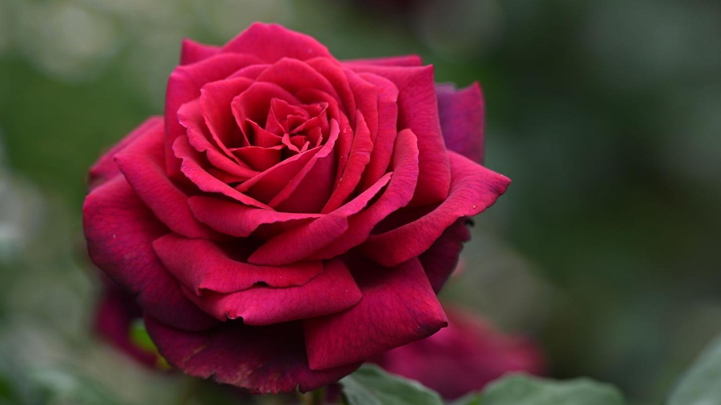 Berching widmet der Rose ein ganzes Fest. Berching widmet der Rose ein ganzes Fest.