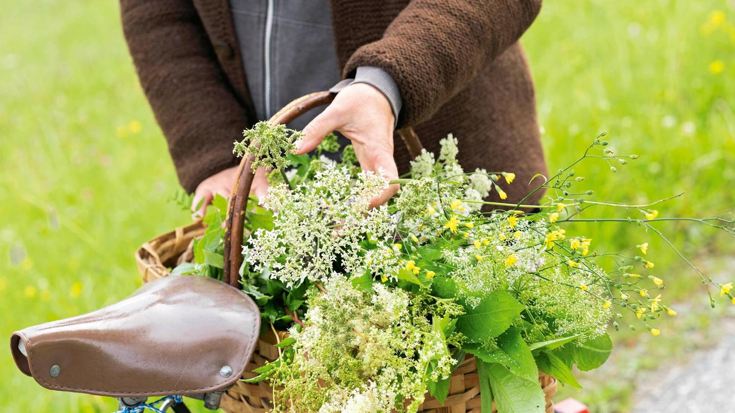 Gänseblümchen-Eis? Giersch-Suppe? So geht Wildkräuterküche Gänseblümchen-Eis? Giersch-Suppe? So geht Wildkräuterküche