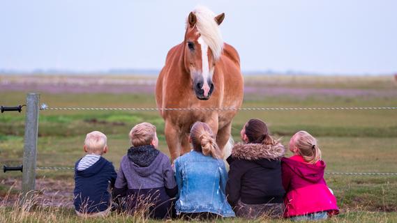 Genies auf vier Hufen: Pferde sind klüger als lange Zeit gedacht