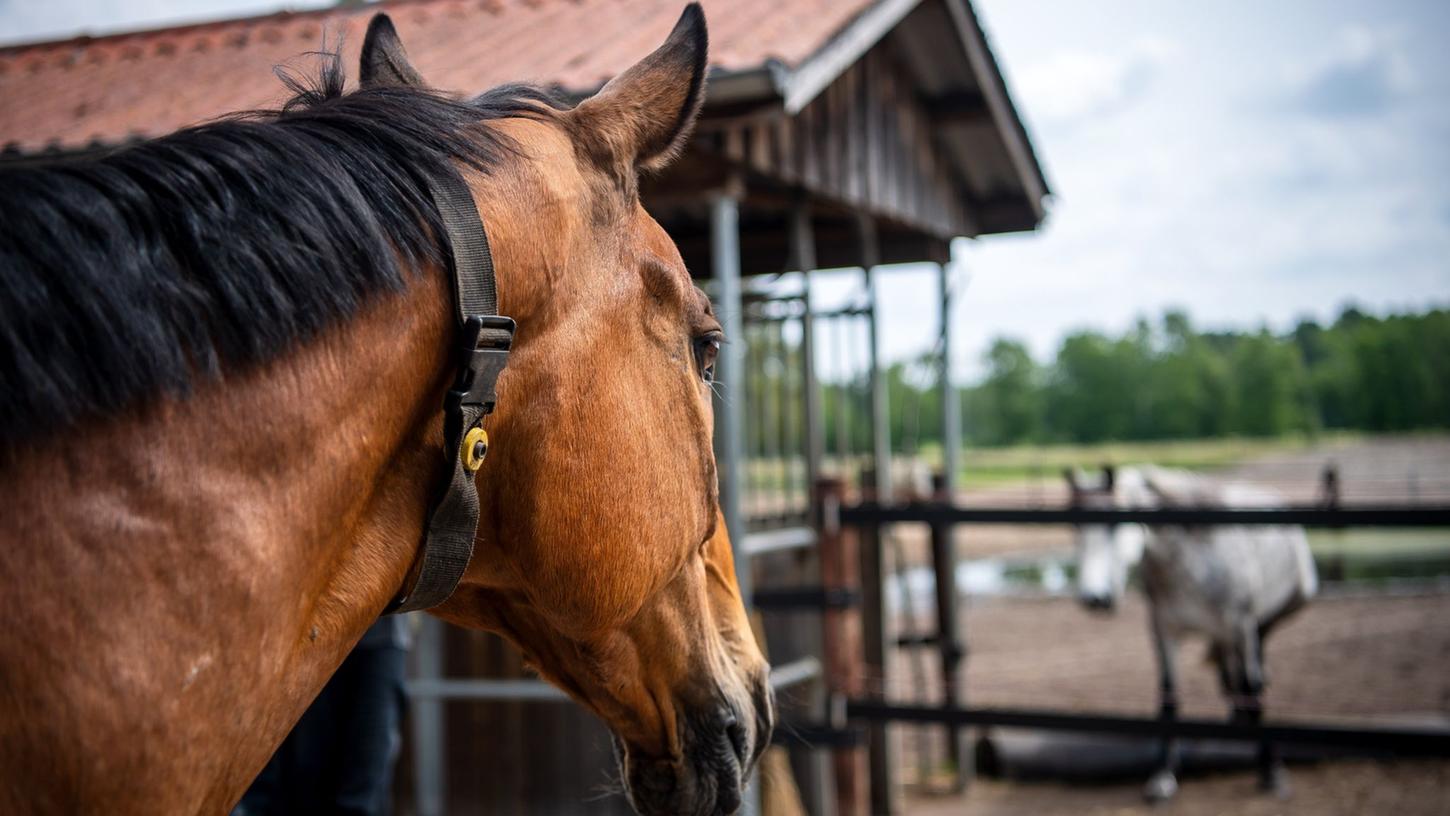 Das Pferd "Senator" trägt einen Gurt mit einem Sender am Hals, über den die Fütterungsanlagen gesteuert werden. Die Haltung von Pferden hat sich in den vergangenen 20 Jahren deutlich verändert Das Pferd "Senator" trägt einen Gurt mit einem Sender am Hals, über den die Fütterungsanlagen gesteuert werden. Die Haltung von Pferden hat sich in den vergangenen 20 Jahren deutlich verändert