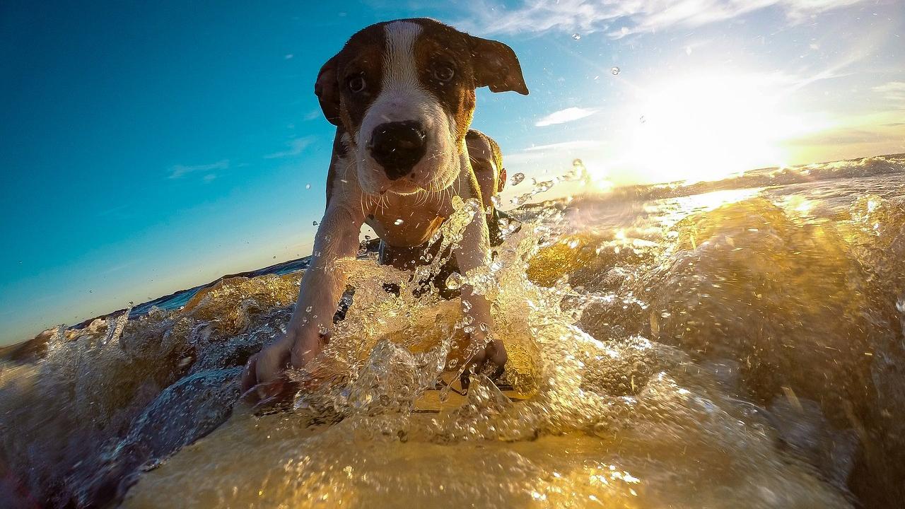 Egal ob in den Bergen oder am Meer: Der Urlaub mit dem Hund ist immer traumhaft! Egal ob in den Bergen oder am Meer: Der Urlaub mit dem Hund ist immer traumhaft!