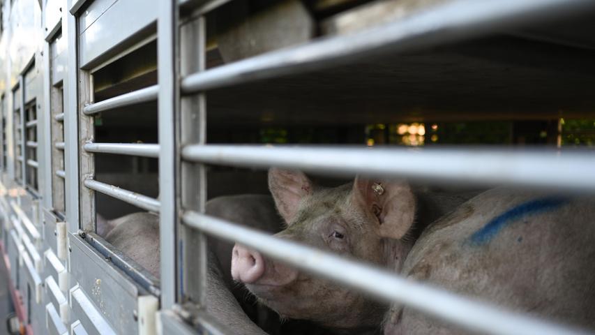 Im Emsland sind Fälle der Afrikanischen Schweinepest nachgewiesen worden. Der Befund des Landesamtes für Verbraucherschutz und Lebensmittelsicherheit liege vor, teilte das Landwirtschaftsministerium in Hannover am Freitagabend mit.