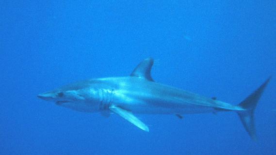 Gefahr aus der Tiefe: So sollten Sie sich bei einem Hai-Angriff verhalten