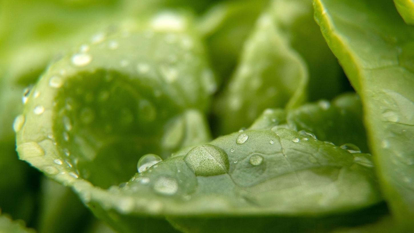 Schlappe Salatblätter? So hilft ein Wasserbad