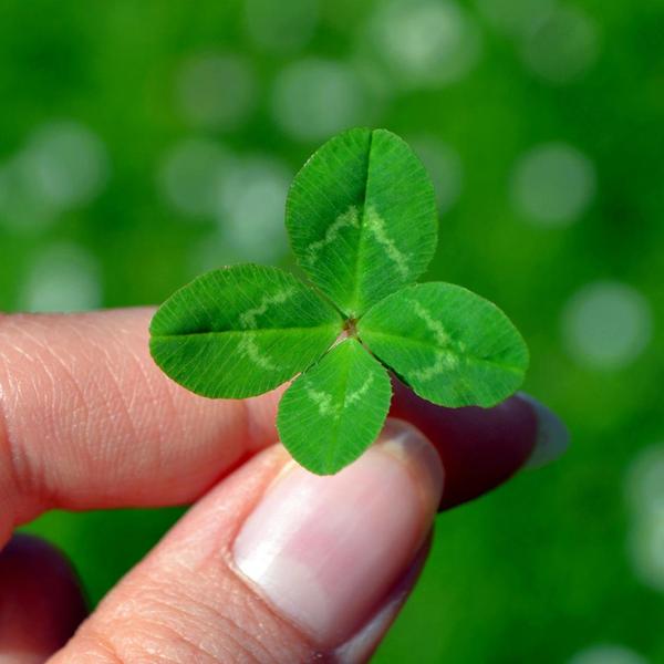 Mehr zum Thema Gartenpflege