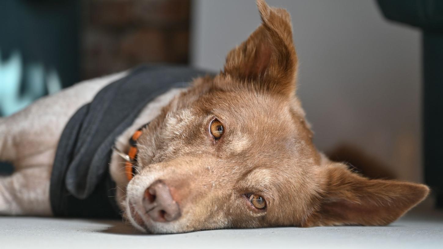 Entspannt auf dem Boden liegt die Hündin "Lili" auf dem Angsthundehof im Oderbruch von Hundetrainerin Antje Krause-Neufeld. Entspannt auf dem Boden liegt die Hündin "Lili" auf dem Angsthundehof im Oderbruch von Hundetrainerin Antje Krause-Neufeld.