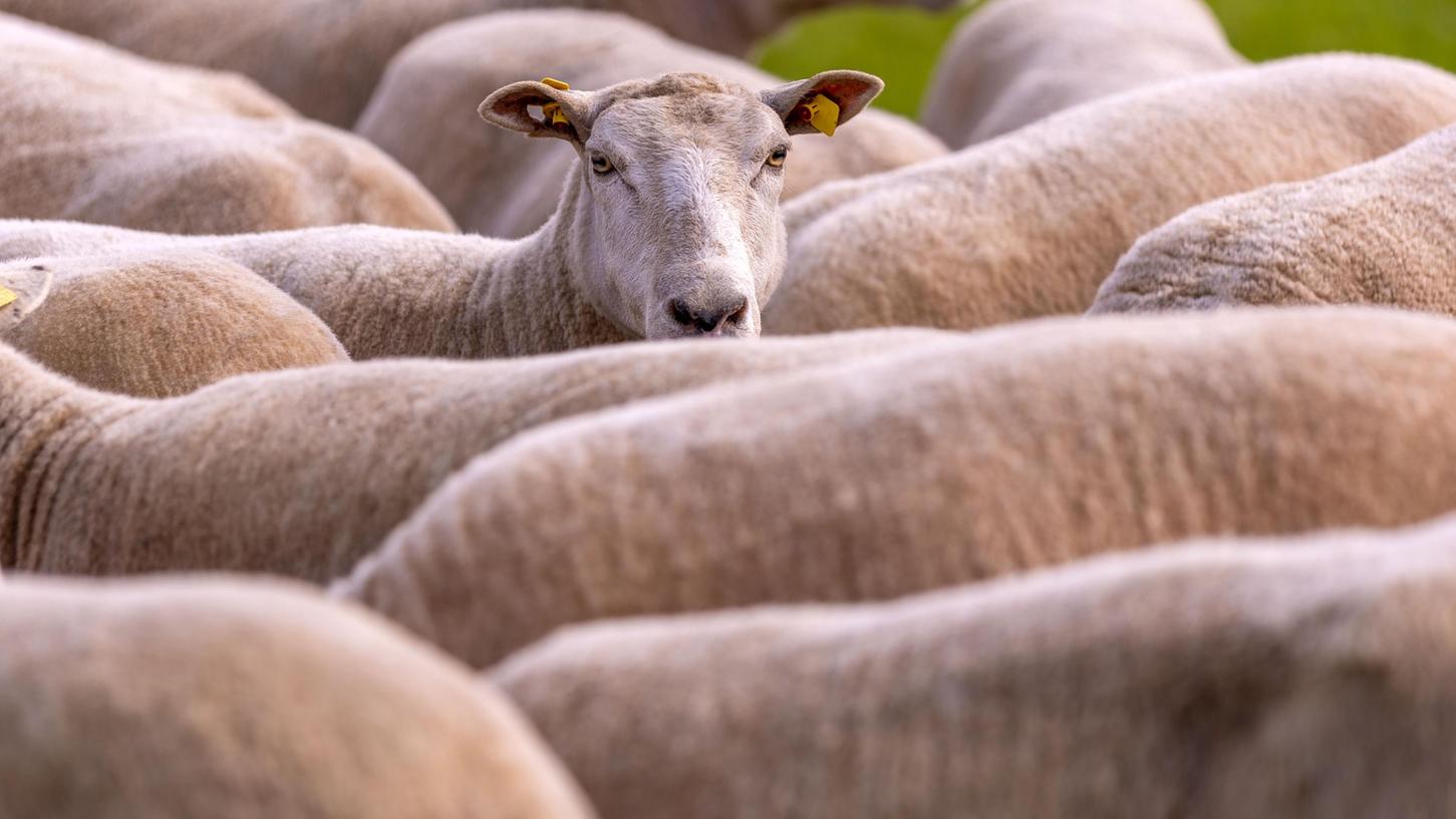 In Münchaurach sind zwei Schafe attackiert worden (Symbolbild).