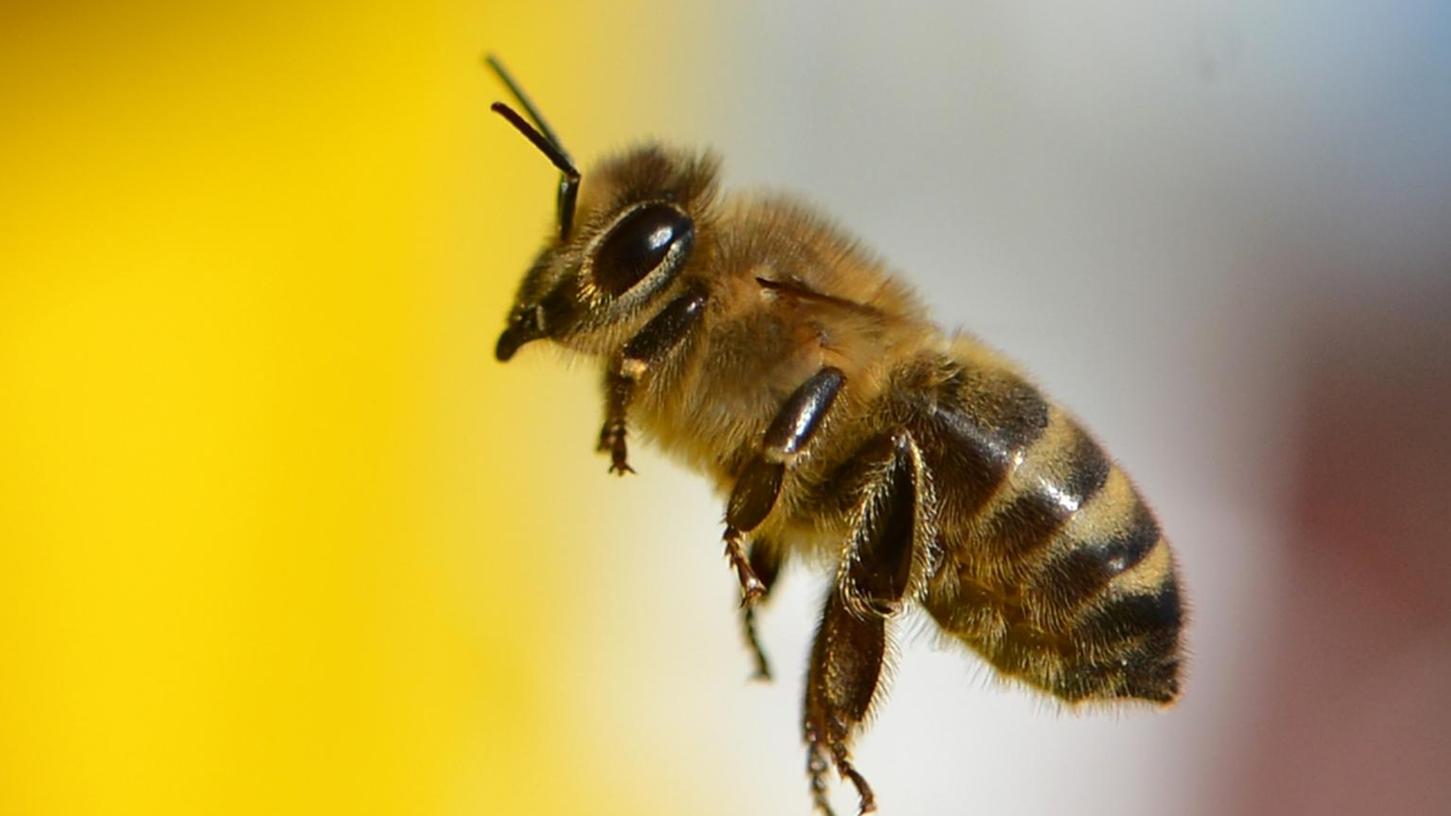 Eine Biene hat im Führerhaus eines Sattelzugs für Unruhe gesorgt.  
