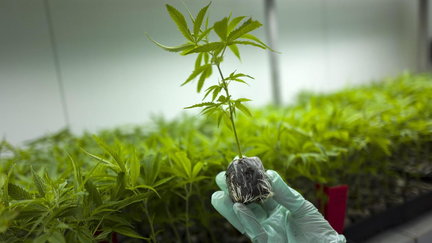 Produktion für Patienten: Lange war der Anbau in Deutschland verboten. Seit 2017 wird medizinisches Cannabis angebaut und auch importiert.  