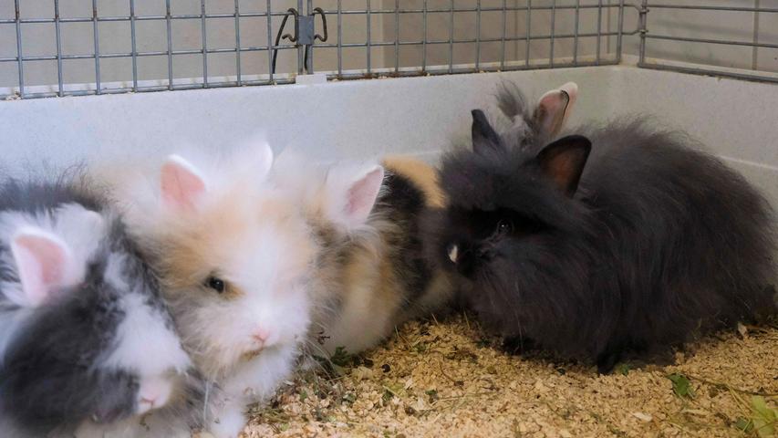 Ein richtiges schönes Zuhause wünschen sich auch die Kaninchen-Kinder, die hier stellvertretend für viele weitere sitzen. Bekanntermaßen wurde eine erhebliche Anzahl an Kaninchen im Tierheim abgegeben, die aus schlechter Haltung stammten. Unkastrierte Männchen und Weibchen wurden dort gemeinsam gehalten und so kamen auch mehrere trächtige Kaninchen-Damen ins Tierheim, die so nach und nach ihre Babys zur Welt brachten. Die Kaninchenkinder, die fast alle im Laufe des April geboren wurden, haben sich gut entwickelt und viele von ihnen sind nun bereit zum Auszug in ein artgerechtes Zuhause, in dem sie viel Platz zum Hoppeln haben wollen. Artgerecht heißt, dass sie nie alleine gehalten werden sollen. Das Tierheim Neumarkt ist trotz der erfolgten Lockerungen noch immer bis auf Weiteres für Besucher, Gassigeher und Katzenstreichler geschlossen. Besuche und Tiervermittlungen können nur nach vorheriger telefonischer Terminvereinbarung stattfinden. Das Büro ist täglich (außer an Sonn- und Feiertagen) von 14.30 bis 17 Uhr unter der Telefonnummer (0 91 81) 2 28 62 erreichbar. In Notfällen und im Falle von Fundtieren ist das Tierheim ebenfalls unter dieser Telefonnummer erreichbar. Hier geht es zur Internet-Seite des Tierheims
Ein richtiges schönes Zuhause wünschen sich auch die Kaninchen-Kinder, die hier stellvertretend für viele weitere sitzen. Bekanntermaßen wurde eine erhebliche Anzahl an Kaninchen im Tierheim abgegeben, die aus schlechter Haltung stammten. Unkastrierte Männchen und Weibchen wurden dort gemeinsam gehalten und so kamen auch mehrere trächtige Kaninchen-Damen ins Tierheim, die so nach und nach ihre Babys zur Welt brachten. Die Kaninchenkinder, die fast alle im Laufe des April geboren wurden, haben sich gut entwickelt und viele von ihnen sind nun bereit zum Auszug in ein artgerechtes Zuhause, in dem sie viel Platz zum Hoppeln haben wollen. Artgerecht heißt, dass sie nie alleine gehalten werden sollen. Das Tierheim Neumarkt ist trotz der erfolgten Lockerungen noch immer bis auf Weiteres für Besucher, Gassigeher und Katzenstreichler geschlossen. Besuche und Tiervermittlungen können nur nach vorheriger telefonischer Terminvereinbarung stattfinden. Das Büro ist täglich (außer an Sonn- und Feiertagen) von 14.30 bis 17 Uhr unter der Telefonnummer (0 91 81) 2 28 62 erreichbar. In Notfällen und im Falle von Fundtieren ist das Tierheim ebenfalls unter dieser Telefonnummer erreichbar. Hier geht es zur Internet-Seite des Tierheims