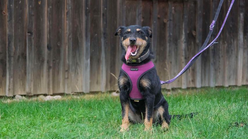 Die dreijährige, kastrierte Jagdterriermix-Hündin „Maja“ ist auf der Suche nach einem neuen Zuhause mit Garten. Ihr altes Zuhause musste „Maja“ verlassen, nachdem sie anfing, ihre Chihuahua-Mitbewohnerin zu mobben. Die intelligente und rassebedingt äußerst agile Hündin will immer dabei und immer beschäftigt sein, am liebsten mit sportlichen Aktivitäten. Mit langen, gemütlichen Fernsehabenden auf dem Sofa oder geruhsamen Stunden im Schatten eines Apfelbaums kann sie nichts anfangen. „Maja“ möchte in ihrem neuen Zuhause Einzelprinzessin sein, auf die Gesellschaft von Katzen und Kleintieren verzichtet sie ebenfalls gerne. Die Hündin wurde nicht jagdlich geführt und kennt ihre Grundkommandos, aber an der Leinenführigkeit sollte durch den Besuch einer guten Hundeschule noch gearbeitet werden. „Maja“ ist eine ausgesprochene Wasserratte, sie kann bis zu vier Stunden alleine bleiben und buddelt sehr gerne. Wer sich für „Maja“ interessiert, sollte deshalb kein Faible für Golfrasen haben und sehr aktiv sein, denn Maja bringt ihre eigene Agility-Ausrüstung nebst Hunde-Pool ins neue Zuhause mit. Das Tierheim Neumarkt ist trotz der erfolgten Lockerungen noch immer bis auf Weiteres für Besucher, Gassigeher und Katzenstreichler geschlossen. Besuche und Tiervermittlungen können nur nach vorheriger telefonischer Terminvereinbarung stattfinden. Das Büro ist täglich (außer an Sonn- und Feiertagen) von 14.30 bis 17 Uhr unter der Telefonnummer (0 91 81) 2 28 62 erreichbar. In Notfällen und im Falle von Fundtieren ist das Tierheim ebenfalls unter dieser Telefonnummer erreichbar. Hier geht es zur Internet-Seite des Tierheims
Die dreijährige, kastrierte Jagdterriermix-Hündin „Maja“ ist auf der Suche nach einem neuen Zuhause mit Garten. Ihr altes Zuhause musste „Maja“ verlassen, nachdem sie anfing, ihre Chihuahua-Mitbewohnerin zu mobben. Die intelligente und rassebedingt äußerst agile Hündin will immer dabei und immer beschäftigt sein, am liebsten mit sportlichen Aktivitäten. Mit langen, gemütlichen Fernsehabenden auf dem Sofa oder geruhsamen Stunden im Schatten eines Apfelbaums kann sie nichts anfangen. „Maja“ möchte in ihrem neuen Zuhause Einzelprinzessin sein, auf die Gesellschaft von Katzen und Kleintieren verzichtet sie ebenfalls gerne. Die Hündin wurde nicht jagdlich geführt und kennt ihre Grundkommandos, aber an der Leinenführigkeit sollte durch den Besuch einer guten Hundeschule noch gearbeitet werden. „Maja“ ist eine ausgesprochene Wasserratte, sie kann bis zu vier Stunden alleine bleiben und buddelt sehr gerne. Wer sich für „Maja“ interessiert, sollte deshalb kein Faible für Golfrasen haben und sehr aktiv sein, denn Maja bringt ihre eigene Agility-Ausrüstung nebst Hunde-Pool ins neue Zuhause mit. Das Tierheim Neumarkt ist trotz der erfolgten Lockerungen noch immer bis auf Weiteres für Besucher, Gassigeher und Katzenstreichler geschlossen. Besuche und Tiervermittlungen können nur nach vorheriger telefonischer Terminvereinbarung stattfinden. Das Büro ist täglich (außer an Sonn- und Feiertagen) von 14.30 bis 17 Uhr unter der Telefonnummer (0 91 81) 2 28 62 erreichbar. In Notfällen und im Falle von Fundtieren ist das Tierheim ebenfalls unter dieser Telefonnummer erreichbar. Hier geht es zur Internet-Seite des Tierheims