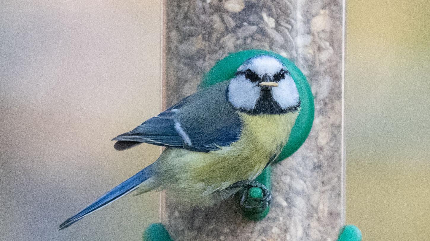Eine Blaumeise sitzt mit einem Korn im Schnabel an einem Futterhaus. Eine Blaumeise sitzt mit einem Korn im Schnabel an einem Futterhaus.