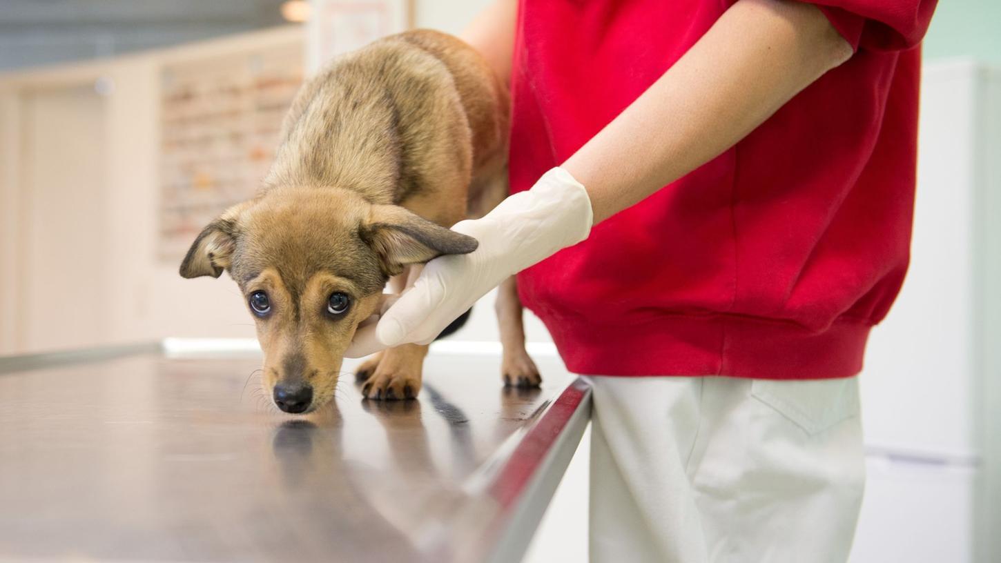 Tiere, die aus dem EU-Ausland stammen und über das Internet gekauft wurden, können teils schwer krank sein. Wer haftet in solchen Fällen für die Kosten? Tiere, die aus dem EU-Ausland stammen und über das Internet gekauft wurden, können teils schwer krank sein. Wer haftet in solchen Fällen für die Kosten?