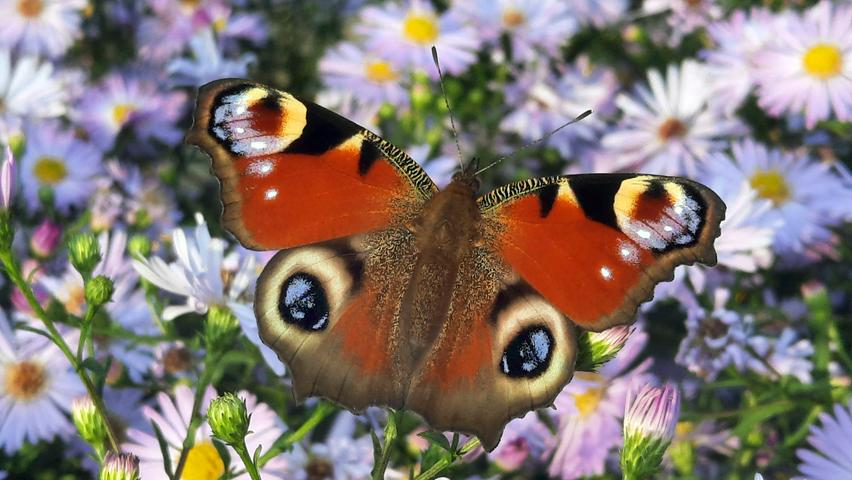 Das Tagpfauenauge: ein Schmetterling, den wohl jeder schon einmal gesehen hat. Kein Wunder: Das Tagpfauenauge ist zusammen mit dem Kleinen Fuchs auch einer der häufigsten heimischen Schmetterlinge in Süddeutschland.
