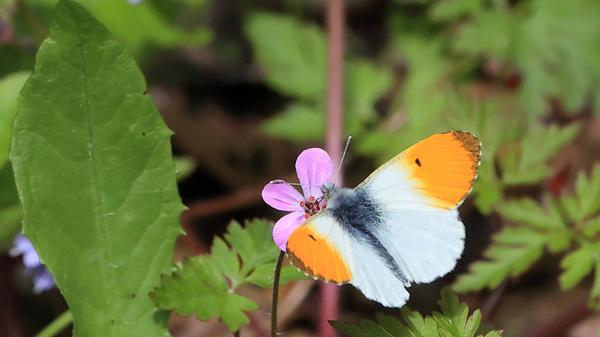 Aurorafalter lassen sich auf Wiesen oder an Wegrändern in Wäldern antreffen. Während Männchen an den Vorderflügeln eine auffällig orangefarbene Stelle besitzen, sind die Flügel der Weibchen rein weiß.