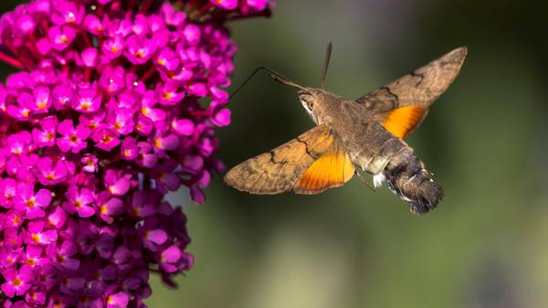 Der Kolibri, der ein Schmetterling ist: Das Taubenschwänzchen ist ein Wanderfalter, der eigentlich eher im Mittelmeerraum beheimatet ist. Klimawandelbedingt überwintern allerdings immer mehr der kolibriartigen Falter bei uns und sorgen für reichlich Nachwuchs.