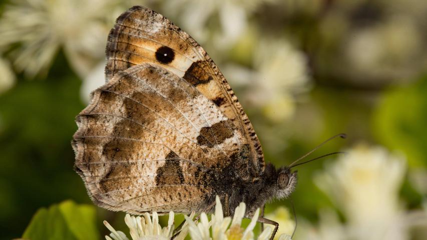 Die Berghexe gehört seit Jahren zu den am stärksten gefährdeten Tagfalterarten Deutschlands. In Süddeutschland kann man den Schmetterling mit einer Flügelspannweite von 4,5 bis 5 cm nur noch an wenigen Orten finden.