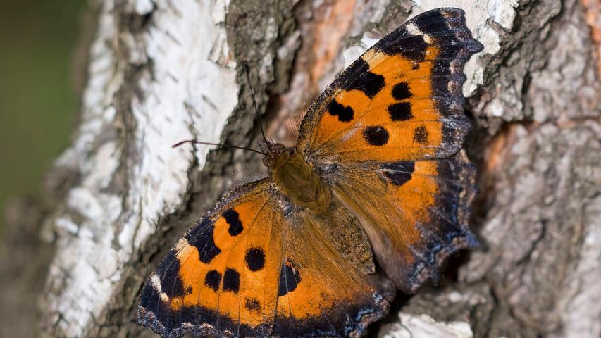 Der Große Fuchs ist neben dem Tagpfauenauge einer der häufigsten Schmetterlinge in Süddeutschland. Bevorzugte Lebensräume dieser tagaktiven Schmetterlingsart sind lichte Wälder und deren Ränder.
