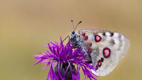 Kaisermantel und Apollofalter: So schön sind Bayerns Schmetterlinge