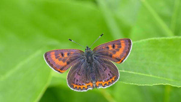 In Süddeutschland beschränkt sich das aktuelle Verbreitungsareal der Art auf das westliche und mittlere voralpine Hügel- und Moorland.