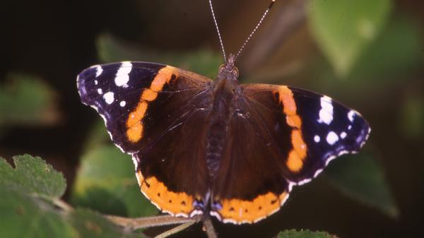 Der Admiral hat dunkelbraue Flügel mit einem gezackten roten Streifen und kleinen weißen Flecken. Früher überwinterte er in Südeuropa oder Afrika und legte im Frühjahr und Herbst mehrere tausend Kilometer zurück. Nun sieht man immer häufiger Falter, die auch in Süddeutschland überwintern.