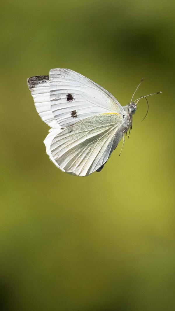 Der Große und der Kleine Kohlweißling (im Bild) sind in Süddeutschland sehr häufig anzutreffen. Kennzeichnend sind die hellen Flügel, die einen grauen Fleck aufweisen. Die Raupen gelten als Schädling in der Landwirtschaft, da sie sich unter anderem in die Köpfe von Kohlpflanzen einfressen.