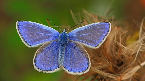 Es gibt weltweit über 5000 verschiedene Bläuling-Arten. Der Gemeine Bläuling oder auch Blauhechel-Bläuling lebt in ganz Europa. Man findet ihn an blütenreichen Wiesen und Böschungen. Männchen haben Flügel in einem intensiven Blauton, das oft ins Violette geht. Weibchen sind mit braun-bläulichen Flügeln mit orangenen Flecken weniger auffällig.