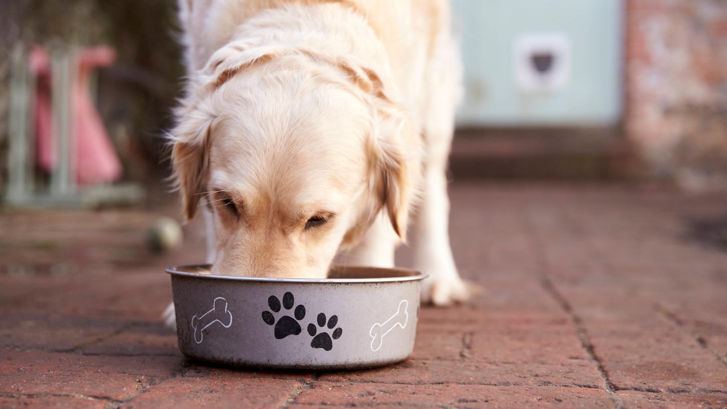 Vegane Ernährung für Hunde ist sehr umstritten.