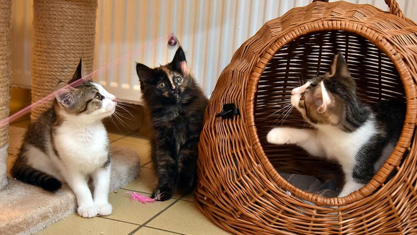 Nachwuchs in verschiedenen Farben: Mehrere Streunerkatzen, die im Tierheim gelandet sind, haben Babys bekommen. Wer Interesse an kleinen Kätzchen hat, kann sich gerne melden. Die Kätzchen gehen alle in Freiganghaltung und werden in der Regel paarweise abgegeben.
