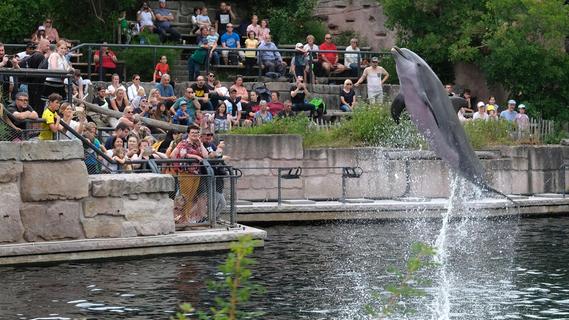 Warum die Delfinlagune im Tiergarten Nürnberg eine ewige Baustelle ist - und was getan wird
