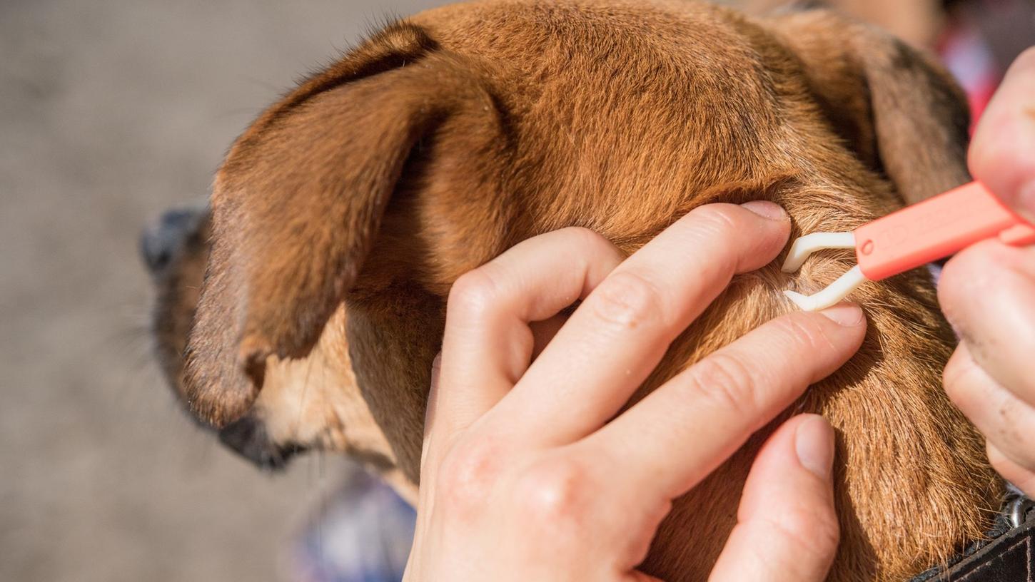 Wer Zeckenzange, Pinzette, Desinfektionsmittel und kühlende Salbe für den Hund auch im Urlaub dabei hat, kann sich oft den ein oder anderen Tierarztbesuch auf Reisen sparen - und selbst Hand anlegen.