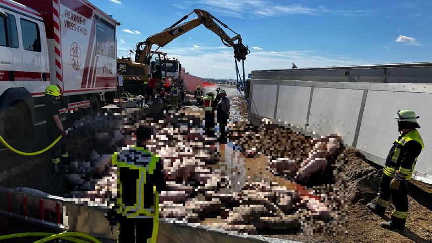 Dort kippte der Lastwagen, der rund 900 lebende Schweine geladen hatte, um.

