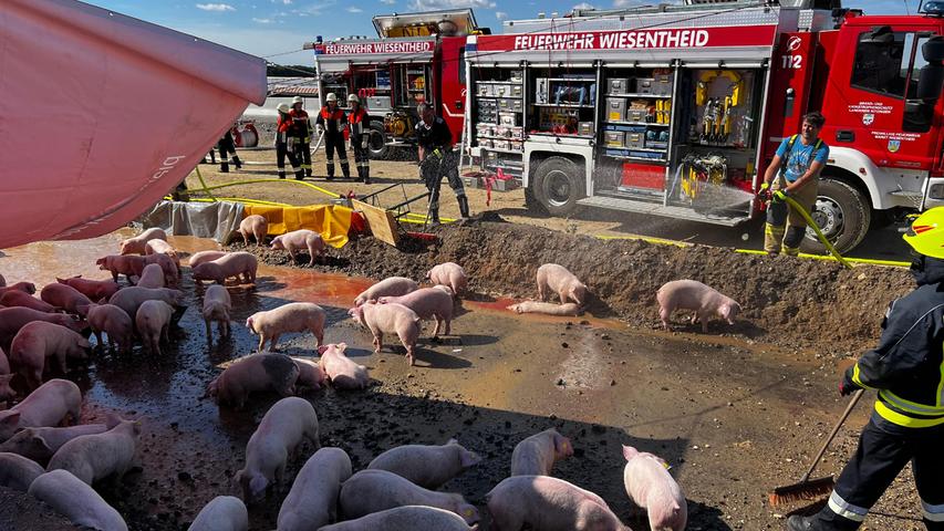 Die überlebenden Schweine wurden während der Einsatzdauer und aufgrund der vorliegenden sommerlichen Temperaturen durch die Feuerwehren mit Löschwasser gekühlt, anschließend in einem verständigten Ersatz-Lkw verladen und abtransportiert.