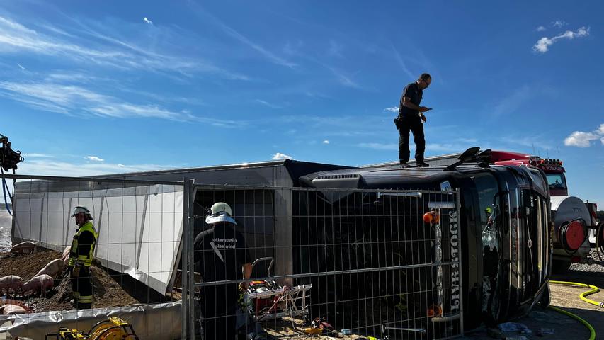 Tiertransport in Baustelle gekippt: 700 Schweine bei Unfall gestorben