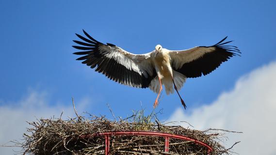 Neuhaus: Storch bei Jungfernflug tödlich verunglückt