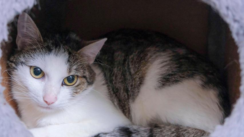 Gerne streicheln lässt sich auch der getigert-weiße Kater, der am 2. Juli als Fundtier ins Tierheim Neumarkt kam. Er tauchte in einem Garten in Neumarkt in der Löwenthalstraße auf, aber alles Herumfragen in der Umgebung führte zu keinem Ergebnis. Niemand kannte den Kater und eine Kennzeichnung hatte er auch nicht. Wer weiß, wem dieser zutrauliche Kater gehört? Das Tierheim Neumarkt ist trotz der erfolgten Lockerungen noch immer bis auf Weiteres für Besucher, Gassigeher und Katzenstreichler geschlossen. Besuche und Tiervermittlungen können nur nach vorheriger telefonischer Terminvereinbarung stattfinden. Das Büro ist täglich (außer an Sonn- und Feiertagen) von 14.30 bis 17 Uhr unter der Telefonnummer (0 91 81) 2 28 62 erreichbar. In Notfällen und im Falle von Fundtieren ist das Tierheim ebenfalls unter dieser Telefonnummer erreichbar. Hier geht es zur Internet-Seite des Tierheims
Gerne streicheln lässt sich auch der getigert-weiße Kater, der am 2. Juli als Fundtier ins Tierheim Neumarkt kam. Er tauchte in einem Garten in Neumarkt in der Löwenthalstraße auf, aber alles Herumfragen in der Umgebung führte zu keinem Ergebnis. Niemand kannte den Kater und eine Kennzeichnung hatte er auch nicht. Wer weiß, wem dieser zutrauliche Kater gehört? Das Tierheim Neumarkt ist trotz der erfolgten Lockerungen noch immer bis auf Weiteres für Besucher, Gassigeher und Katzenstreichler geschlossen. Besuche und Tiervermittlungen können nur nach vorheriger telefonischer Terminvereinbarung stattfinden. Das Büro ist täglich (außer an Sonn- und Feiertagen) von 14.30 bis 17 Uhr unter der Telefonnummer (0 91 81) 2 28 62 erreichbar. In Notfällen und im Falle von Fundtieren ist das Tierheim ebenfalls unter dieser Telefonnummer erreichbar. Hier geht es zur Internet-Seite des Tierheims