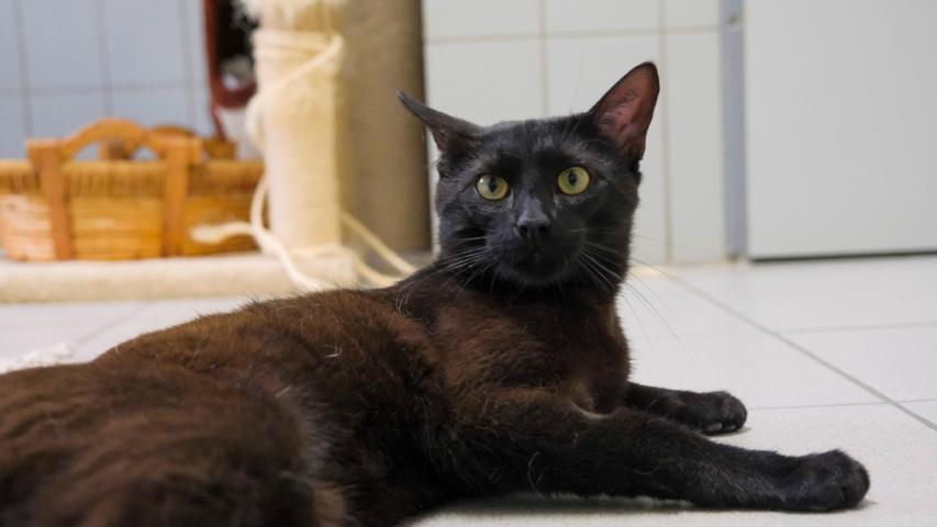 Auch der schwarze Kater „Grisu“ wünscht sich so ein verkehrsberuhigt gelegenes Häuschen mit Garten, gerne ländlich, und eine neue, liebevolle Familie. Dann wird er bestimmt schon bald ein ganz toller Familienkater, obwohl ihm Menschen übel mitgespielt haben. Der etwa 3 Jahre alte „Grisu“ wurde nämlich mitsamt seiner Transportbox und einem Schüsselchen mit Futter auf einem Parkplatz ausgesetzt. Das hat der liebe Kerl aber absolut nicht verdient. Er lässt sich gerne streicheln von Menschen, die er kennt, auf Artgenossen verzichtet er dagegen gerne.Das Tierheim Neumarkt ist trotz der erfolgten Lockerungen noch immer bis auf Weiteres für Besucher, Gassigeher und Katzenstreichler geschlossen. Besuche und Tiervermittlungen können nur nach vorheriger telefonischer Terminvereinbarung stattfinden. Das Büro ist täglich (außer an Sonn- und Feiertagen) von 14.30 bis 17 Uhr unter der Telefonnummer (0 91 81) 2 28 62 erreichbar. In Notfällen und im Falle von Fundtieren ist das Tierheim ebenfalls unter dieser Telefonnummer erreichbar. Hier geht es zur Internet-Seite des Tierheims
Auch der schwarze Kater „Grisu“ wünscht sich so ein verkehrsberuhigt gelegenes Häuschen mit Garten, gerne ländlich, und eine neue, liebevolle Familie. Dann wird er bestimmt schon bald ein ganz toller Familienkater, obwohl ihm Menschen übel mitgespielt haben. Der etwa 3 Jahre alte „Grisu“ wurde nämlich mitsamt seiner Transportbox und einem Schüsselchen mit Futter auf einem Parkplatz ausgesetzt. Das hat der liebe Kerl aber absolut nicht verdient. Er lässt sich gerne streicheln von Menschen, die er kennt, auf Artgenossen verzichtet er dagegen gerne.Das Tierheim Neumarkt ist trotz der erfolgten Lockerungen noch immer bis auf Weiteres für Besucher, Gassigeher und Katzenstreichler geschlossen. Besuche und Tiervermittlungen können nur nach vorheriger telefonischer Terminvereinbarung stattfinden. Das Büro ist täglich (außer an Sonn- und Feiertagen) von 14.30 bis 17 Uhr unter der Telefonnummer (0 91 81) 2 28 62 erreichbar. In Notfällen und im Falle von Fundtieren ist das Tierheim ebenfalls unter dieser Telefonnummer erreichbar. Hier geht es zur Internet-Seite des Tierheims