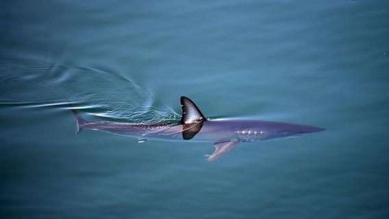 Nach zwei Todesfällen in Ägypten: Großer Hai in weiterem Urlaubsland gesichtet