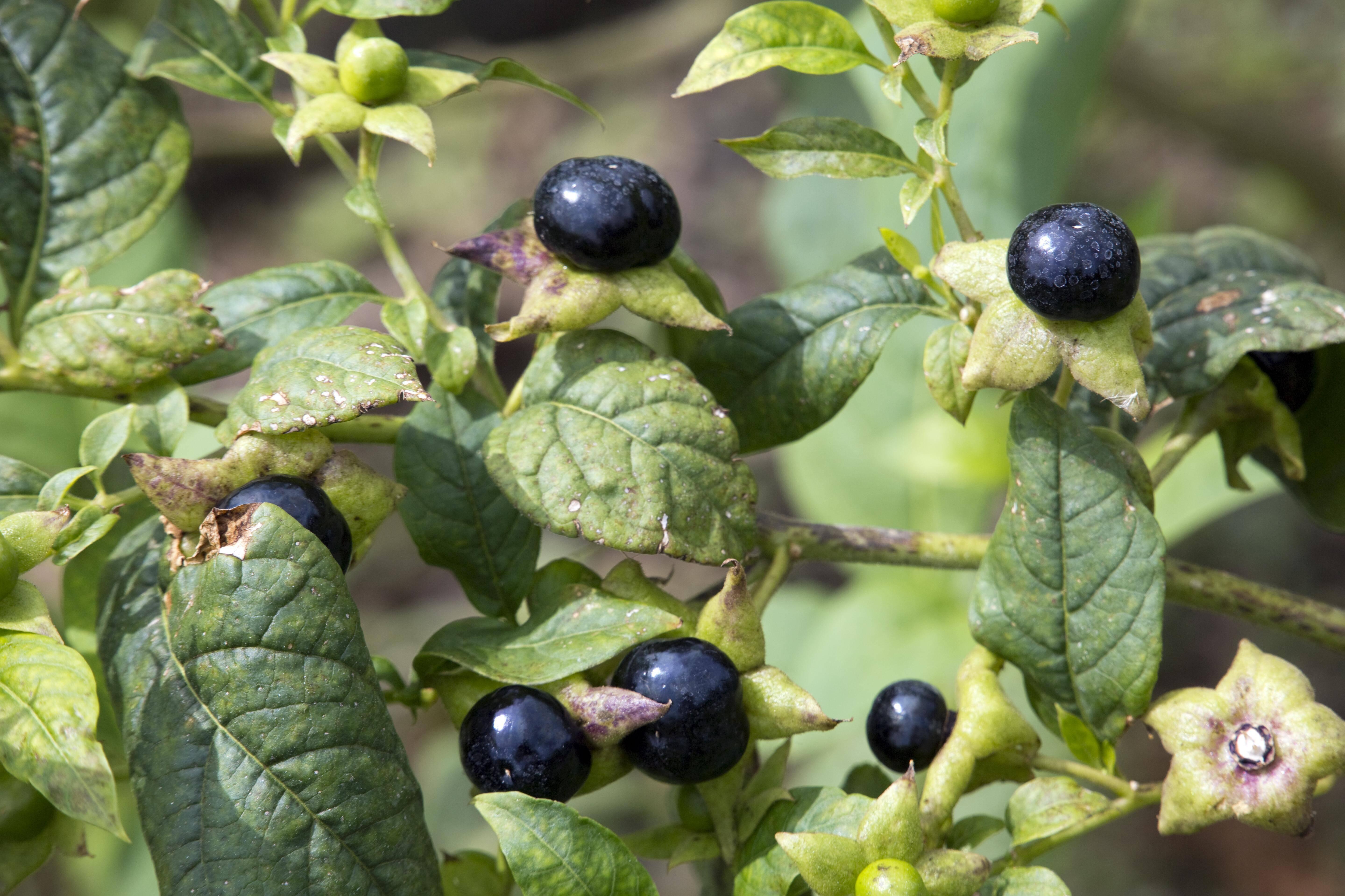 Der Strauch der Tollkirsche fällt nicht gerade auf. Aus den kleinen rötlichen Blüten wachsen im Spätsommer kirschgroße schwarze Beeren. Diese können besonders von Unwissenden und Kindern leicht mit Kirschen verwechselt werden. Dabei können drei bis fünf Beeren bereits tödlich sein. Die Tollkirsche gehört in Deutschland zu den häufigsten Ursachen von Pflanzenvergiftungen.