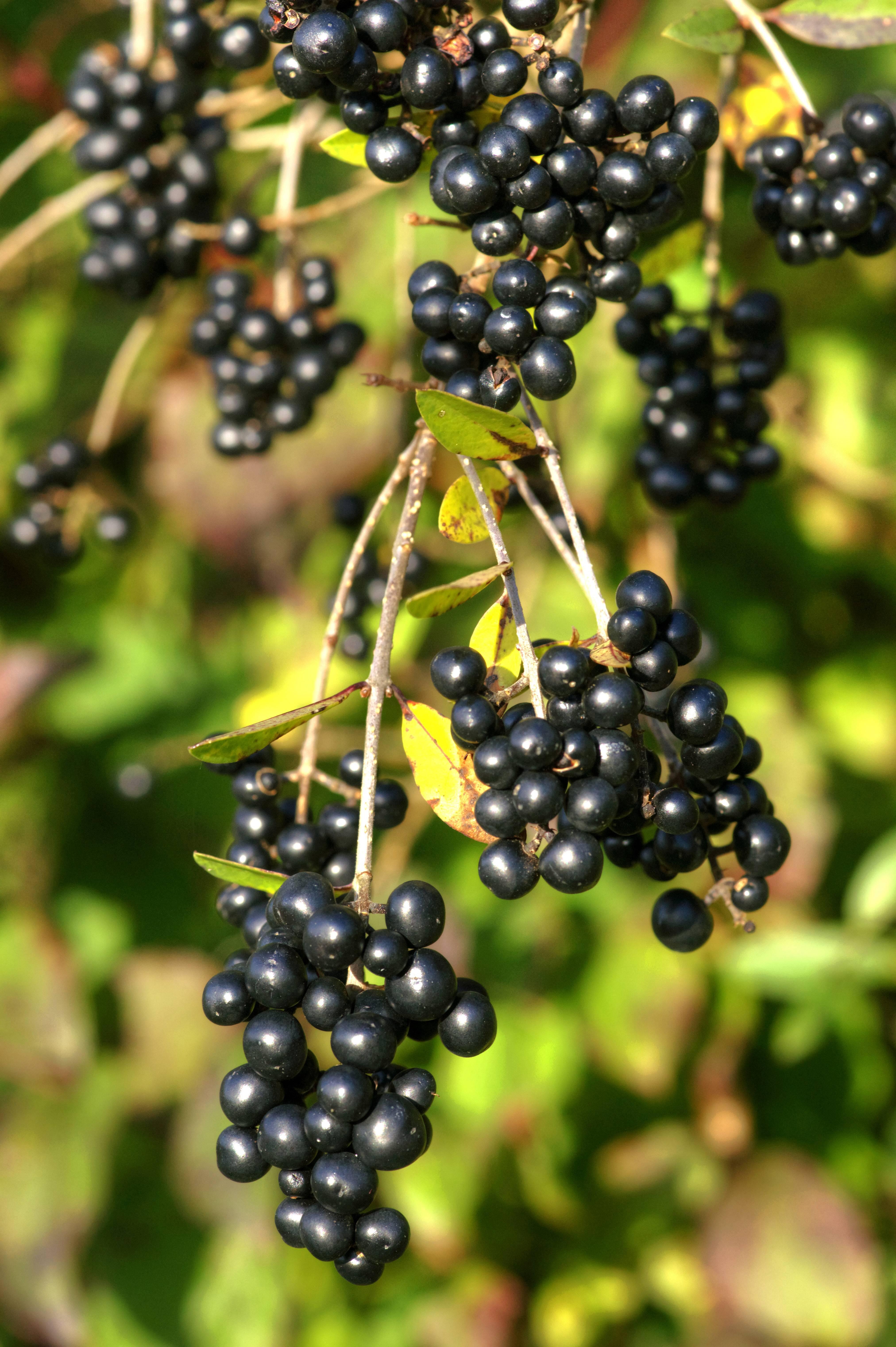 Ligusterhecken gehören in unseren Breiten zu den beliebtesten Ziersträuchern. Fast alle Bestandteile der Ligusterhecke sind toxisch. Die höchste Konzentration an Gift ist in den Beeren enthalten. Ein Verzehr von Ligusterbeeren kann zu Kopf- und Gliederschmerzen, Durchfall, Erbrechen und Übelkeit führen. Man sollte die Pflanze auch nicht mit bloßen Händen berühren, da sie zu Hautirritationen führen kann, was als Liguster-Ekzem bekannt ist. Bereits der Verzehr von nur wenigen Beeren kann bei Kleinkindern zu starken Reaktionen führen. Größere Mengen verursachen mitunter sogar tödliche Vergiftungen.