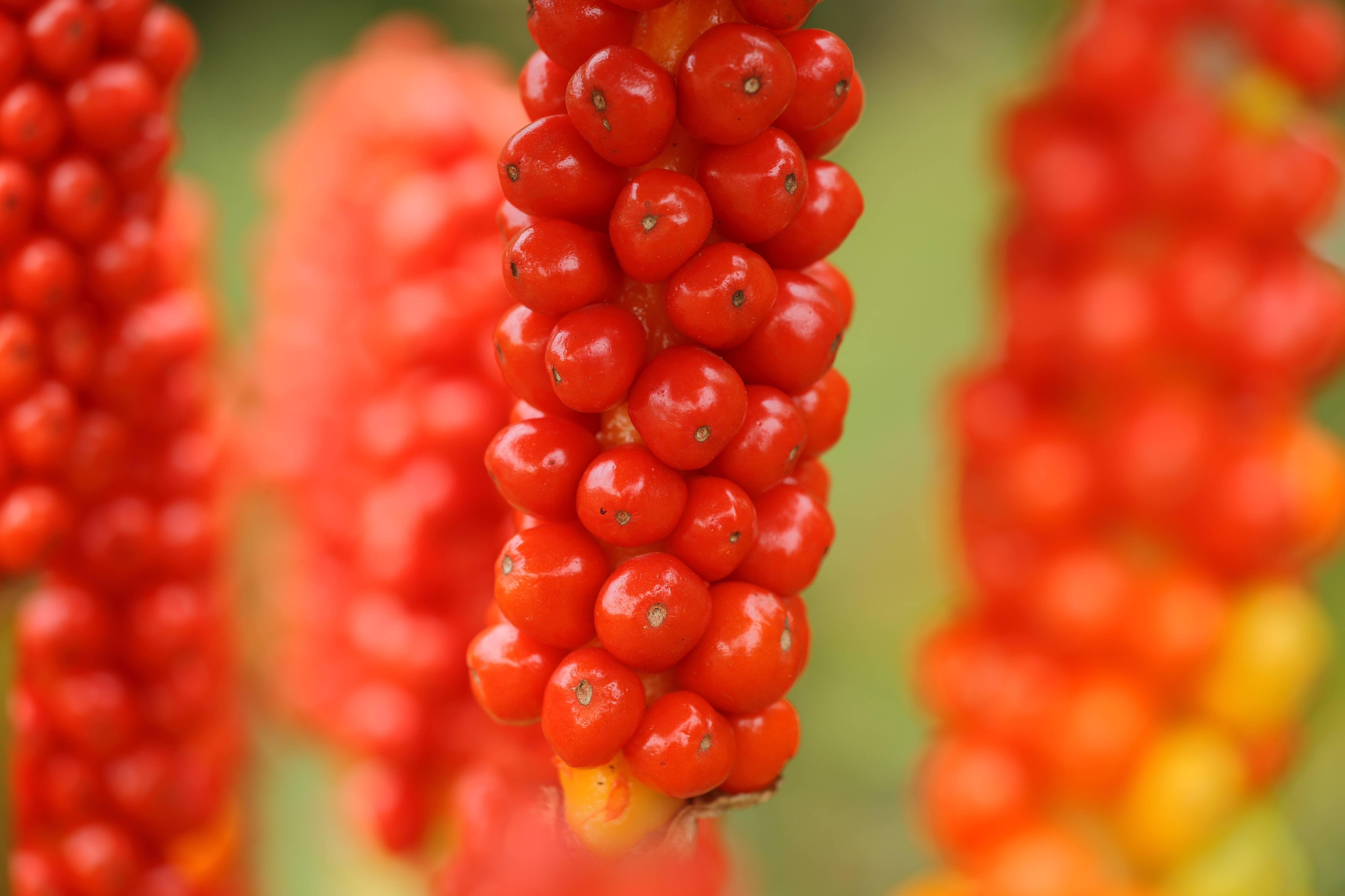 Die Giftpflanze des Jahres 2019 ist im Garten, aber auch in schattigen und feuchten Laub- und Mischwäldern zu finden. Alle Pflanzenteile haben aufgrund ihres Gehalts an Aroin, Nicotin und Oxalaten eine giftige Wirkung. Bei Menschen sind nach der oralen Aufnahme der Giftpflanze als Symptome vor allem das Anschwellen der Lippen und ein schmerzhaftes Brennen auf der Zunge oder im Rachenbereich zu nennen. Darüber hinaus kann es zu Übelkeit, Durchfällen und zu Erbrechen kommen. Möglich sind weiterhin das Auftreten von Herzrhythmusstörungen, Krampfanfällen oder sogar inneren Blutungen.