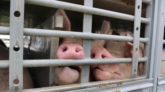 Platzmangel und Verletzungen: Tiertransporter mit 164 Schweinen bei Erlangen aufgehalten