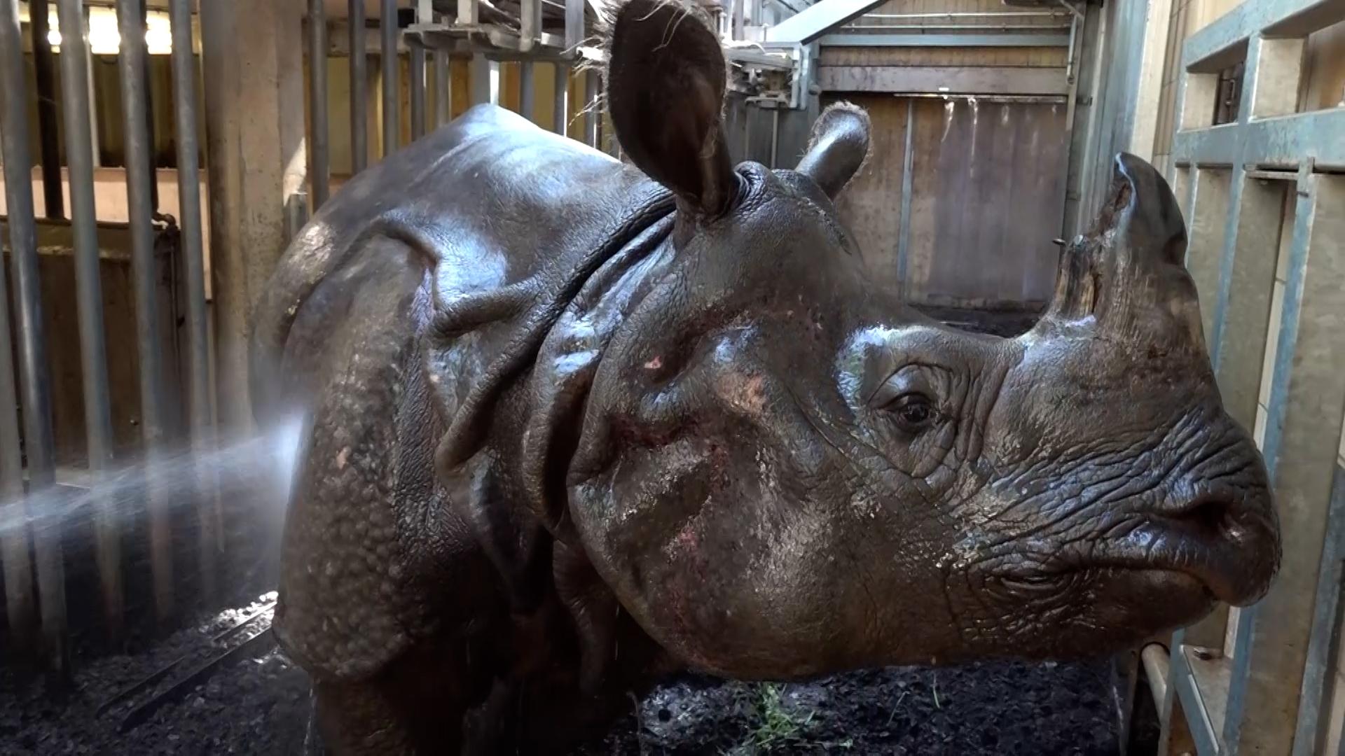 Nashorn attackiert Pflegerin im Zoo und tötet sie