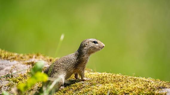 Nuremberg Zoo releases ground squirrels in the Czech Republic