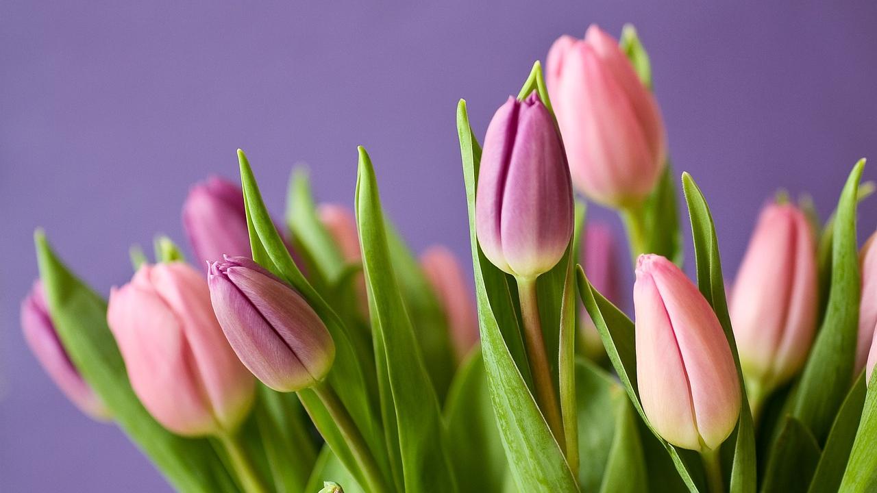 Zu den beliebtesten Blumenzwiebeln gehören Tulpen.