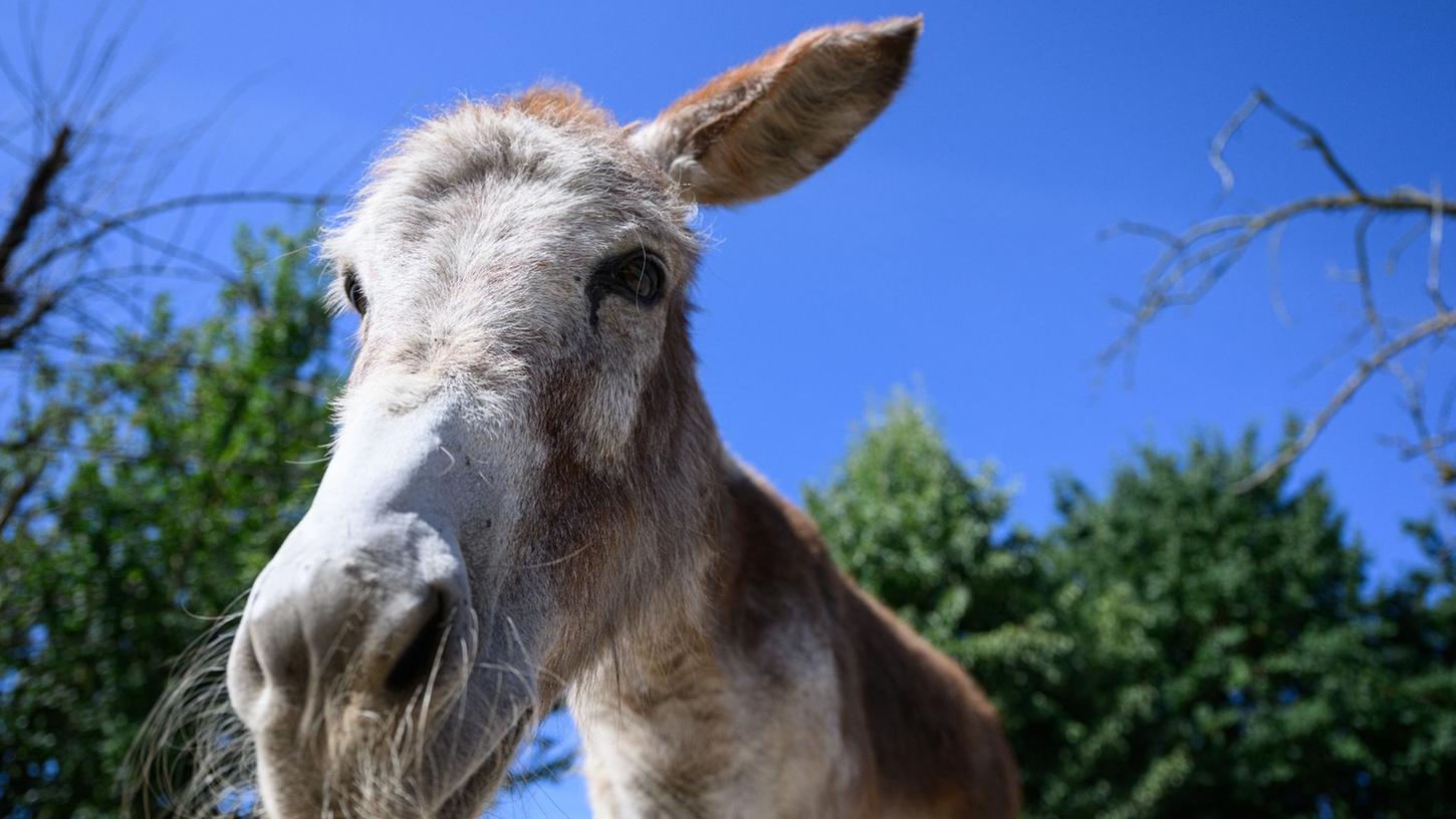 Viele Menschen halten Esel für störrisch und dumm. Doch was störrisch daherkommt, ist eher vorsichtig und überlegt. Viele Menschen halten Esel für störrisch und dumm. Doch was störrisch daherkommt, ist eher vorsichtig und überlegt.
