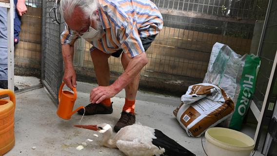 Er konnte nicht mehr fliegen: 87-Jähriger rettet geschwächten Storch in Erlangen
